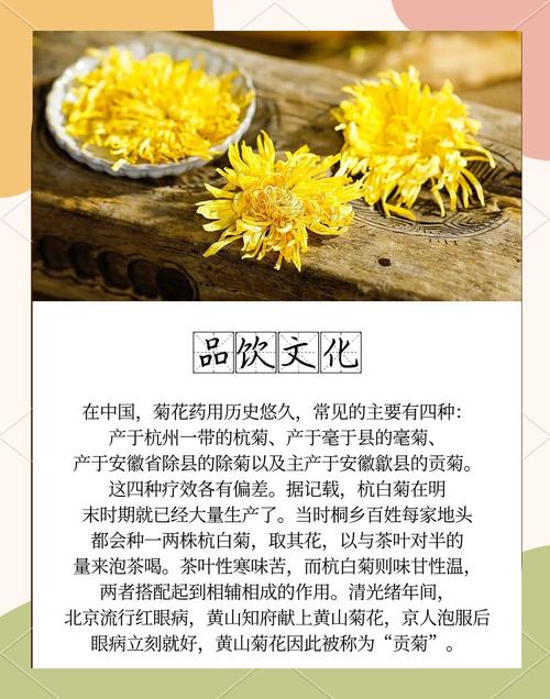 菊花喝多了会怎么样?从园艺角度解析菊花养护与安全饮用 常见误区与纠正