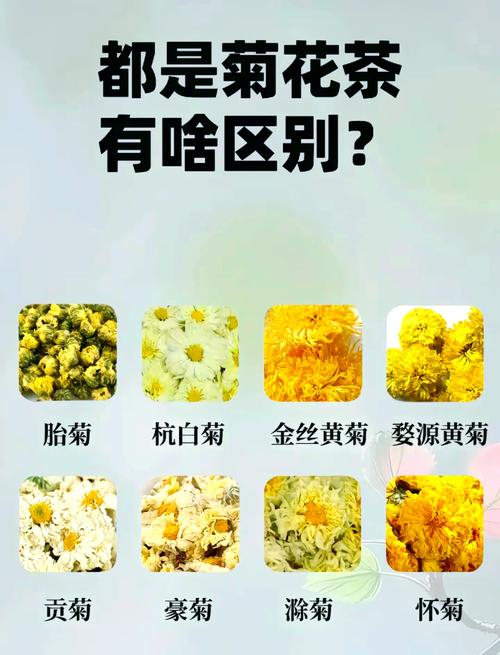 菊花喝多了会怎么样?从园艺角度解析菊花养护与安全饮用 总结