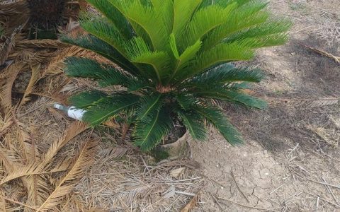 苏铁的花是真花吗？解开裸子植物的“假花”之谜