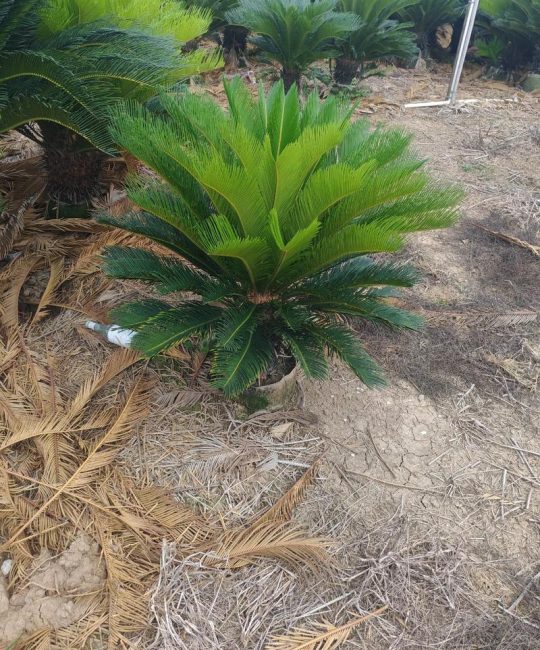 苏铁的花是真花吗？解开裸子植物的“假花”之谜