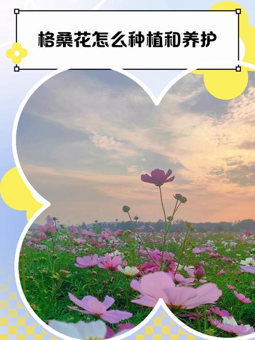 五、常见误区与种植实操建议