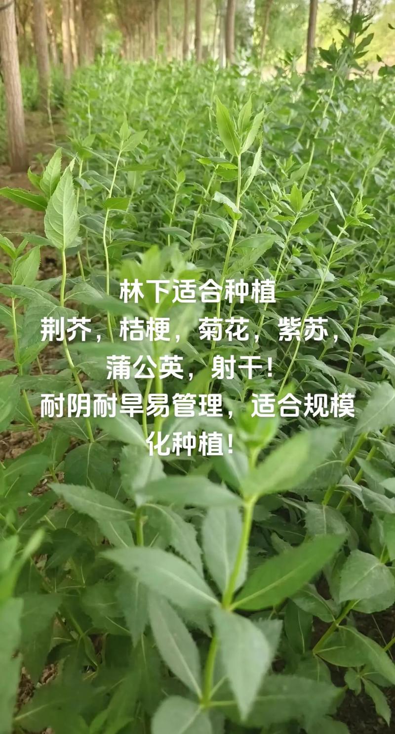 荆芥种子多少钱一斤?2024年价格参考与影响因素全解析 产地影响价格:主产区成本优势明显