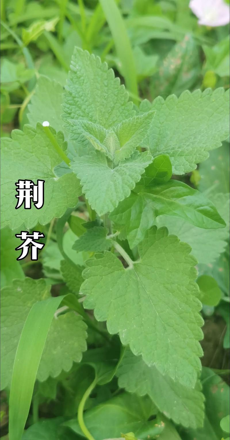 荆芥种子多少钱一斤?2024年价格参考与影响因素全解析 规格决定基础价格:种子纯度与发芽率是关键