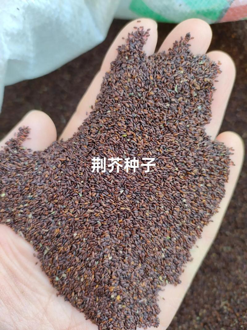 荆芥种子多少钱一斤?2024年价格参考与影响因素全解析 运输费用:不可忽视的隐性成本