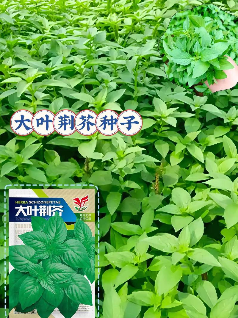 荆芥种子多少钱一斤?2024年价格参考与影响因素全解析 咨询指南:获取精准报价