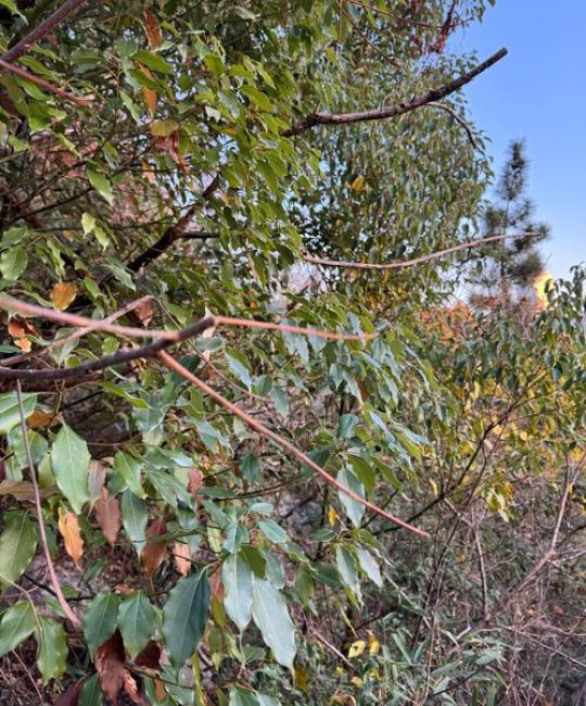 阔叶树有哪些树种？常见种类、分类及识别指南