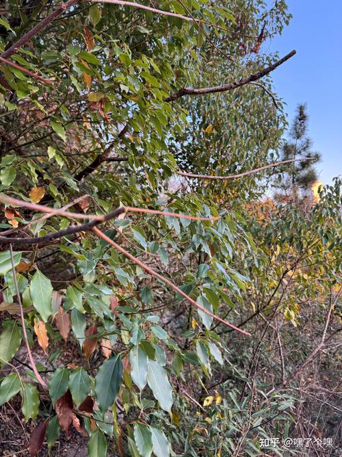 阔叶树有哪些树种？常见种类、分类及识别指南