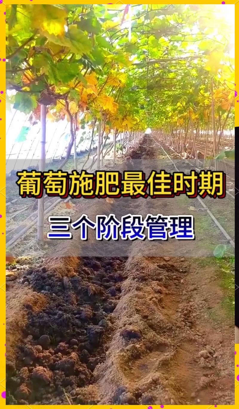 换盆/田间管理：更新土壤，促进生长