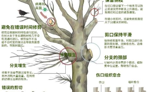 行道树与庭院乔木选购移栽全指南：树形、遮荫、规格、支撑修剪