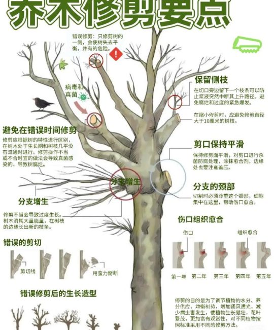 行道树与庭院乔木选购移栽全指南：树形、遮荫、规格、支撑修剪