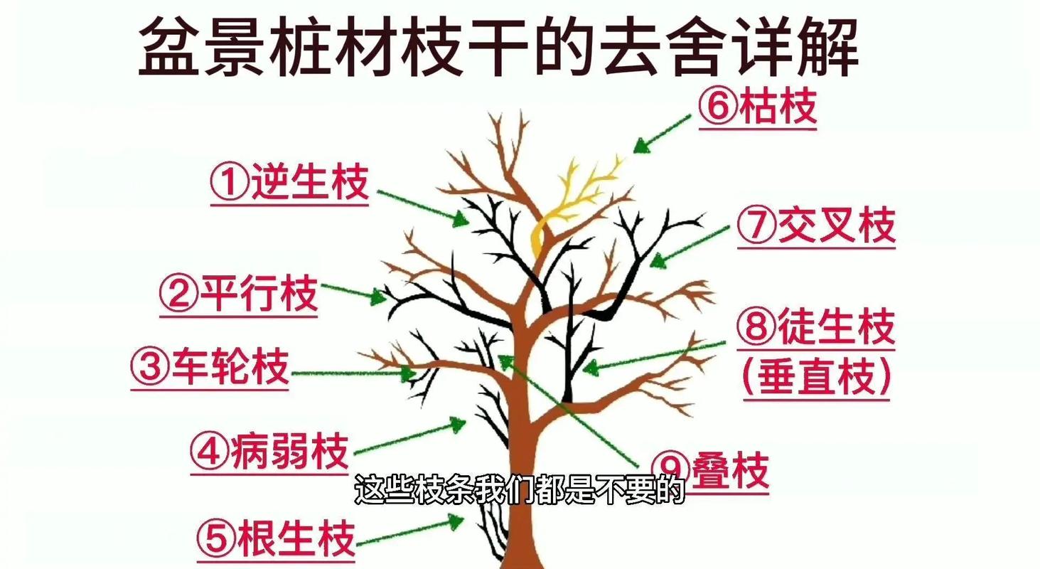 行道树与庭院乔木选购移栽全指南:树形、遮荫、规格、支撑修剪 行道树与庭院规格选型