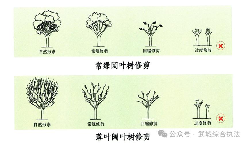 行道树与庭院乔木选购移栽全指南:树形、遮荫、规格、支撑修剪 全冠移栽技术详解