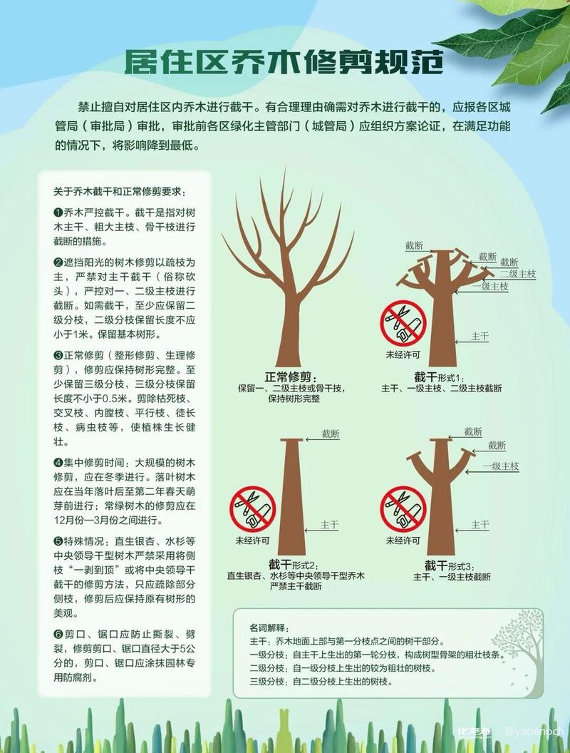 行道树与庭院乔木选购移栽全指南:树形、遮荫、规格、支撑修剪 常见错误避坑