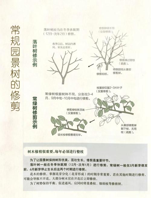 行道树与庭院乔木选购移栽全指南:树形、遮荫、规格、支撑修剪 修剪与长期管理