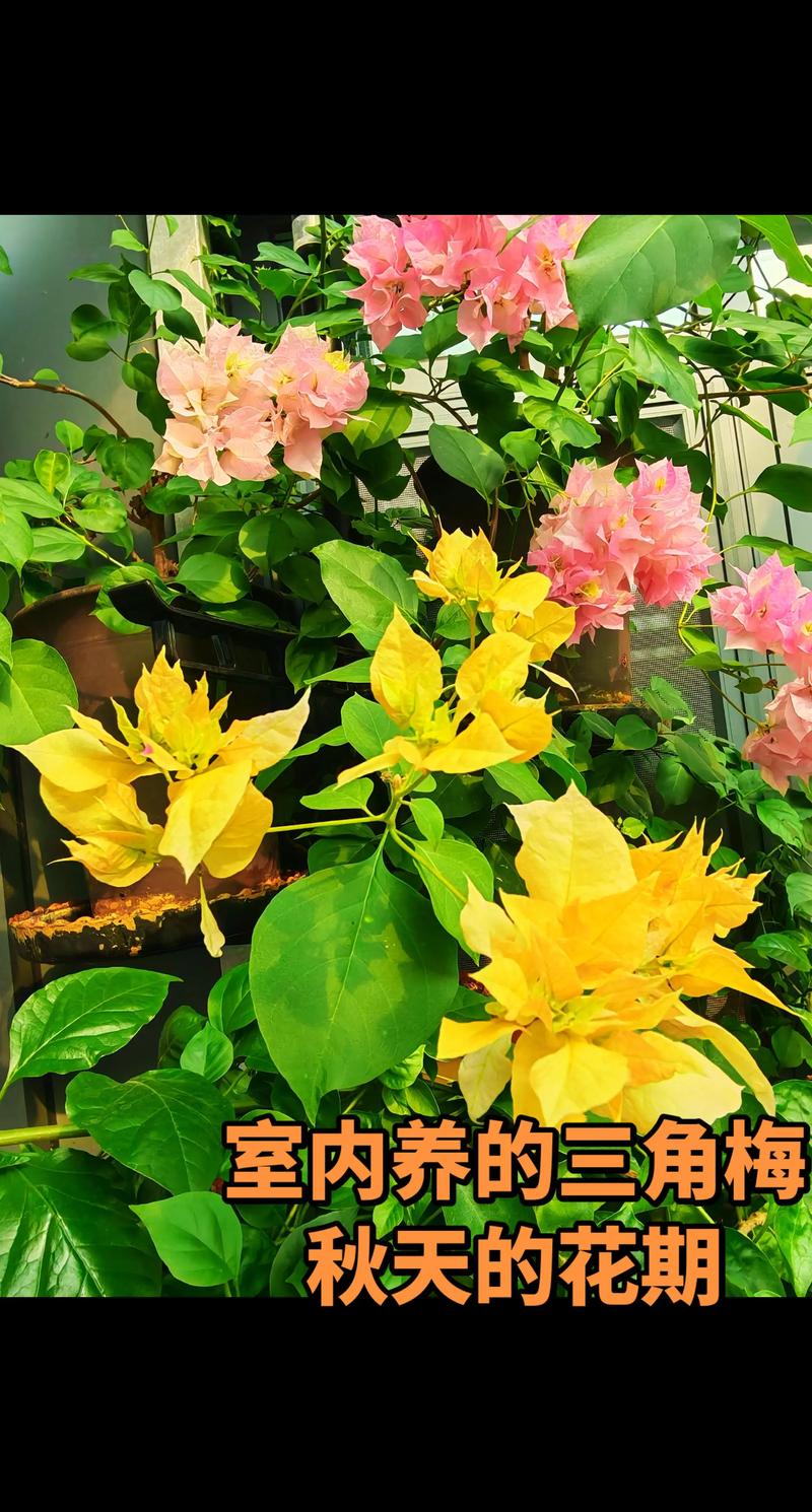 三、促花养护步骤（操作细节）