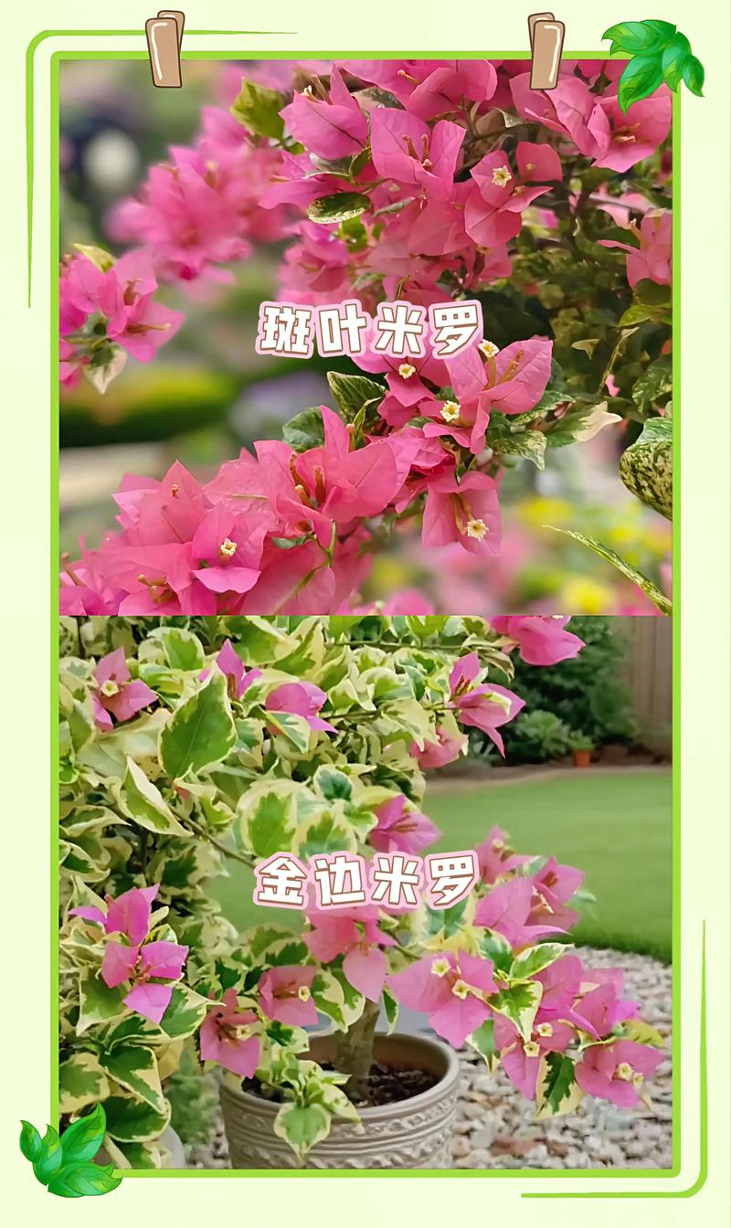四、不开花常见原因与解决