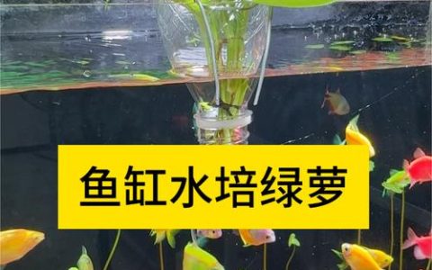 养鱼用什么水培植物？快速掌握安全与净化技巧