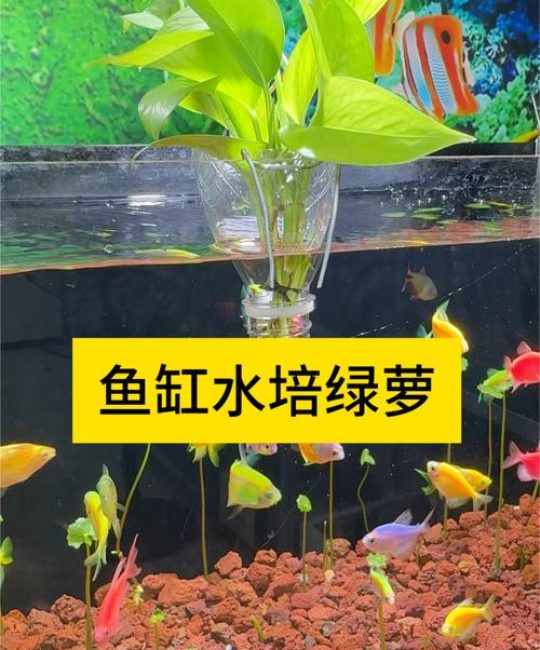 养鱼用什么水培植物？快速掌握安全与净化技巧