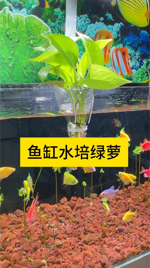 养鱼用什么水培植物?快速掌握安全与净化技巧 判断鱼缸水培植物安全性的三大标准