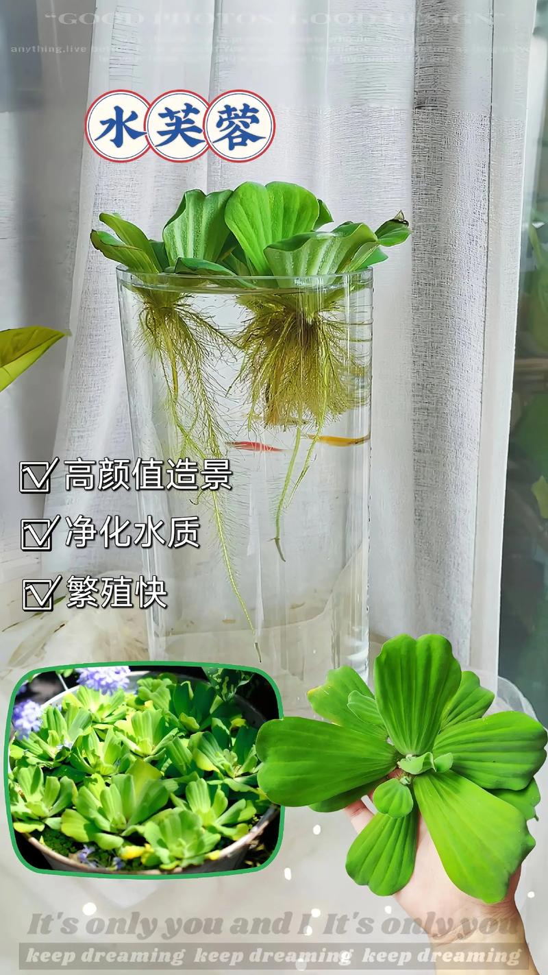 养鱼用什么水培植物?快速掌握安全与净化技巧 常见错误提醒