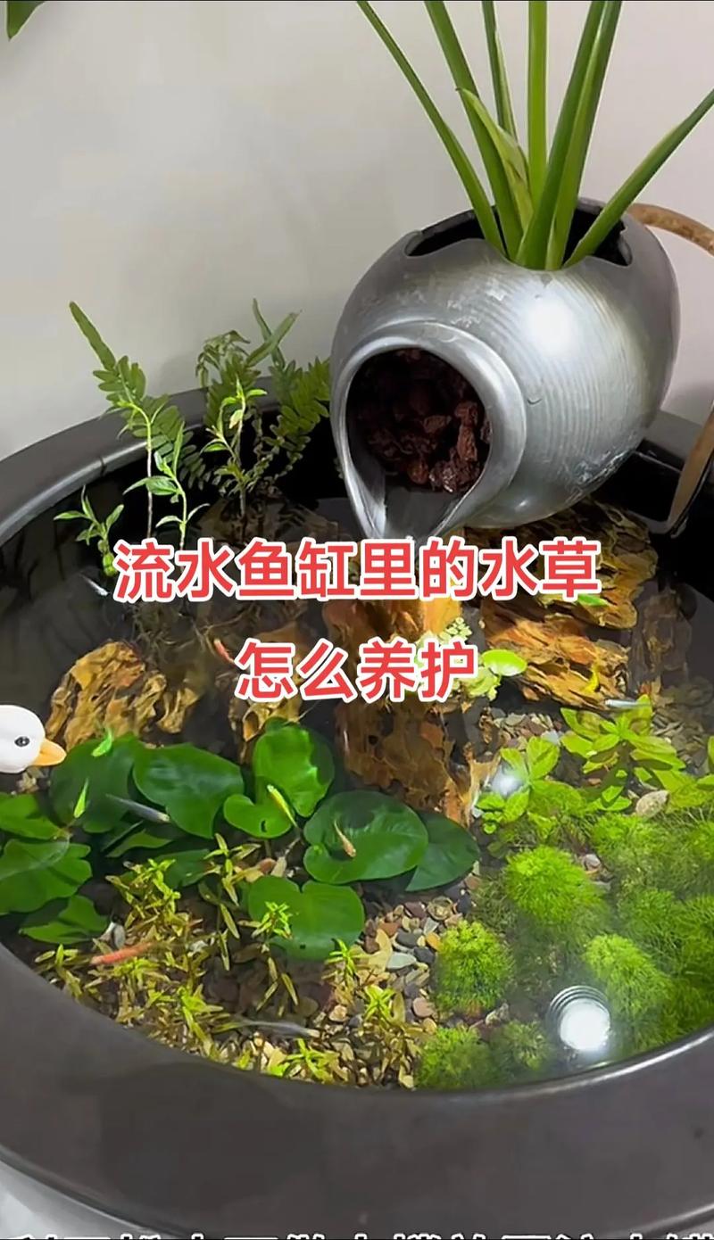 养鱼用什么水培植物?快速掌握安全与净化技巧 常见问题FAQ