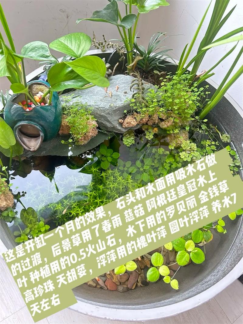 养鱼用什么水培植物?快速掌握安全与净化技巧 总结