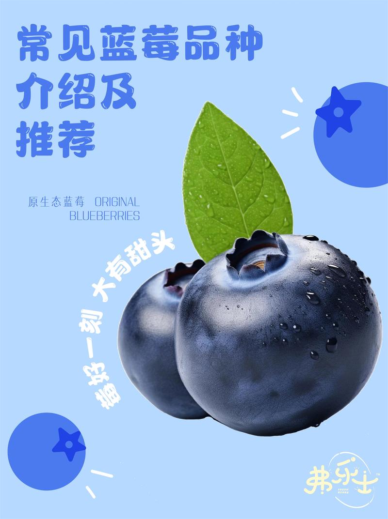 哪个蓝莓品种最好吃?2026年家庭种植口感实测推荐 哪个蓝莓品种最好吃?2026年家庭种植口感实测推荐