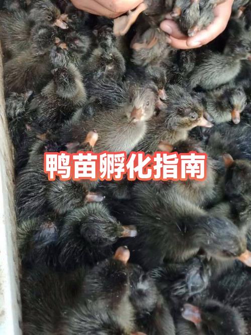 鸭苗孵化设备多少钱一台?2024年价格区间与影响因素详解 咨询指南