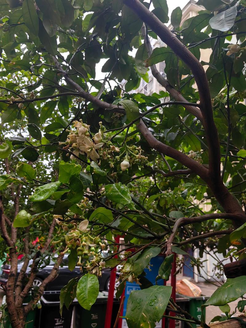 柚子树栽在院子里面好不好?科学告诉你:选对位置和品种,完全可以,且四季皆景 三、四步定植与养护方案