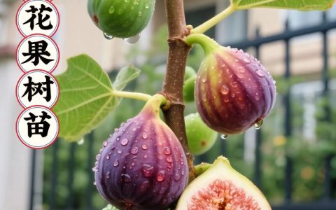 无花果几年结果？从定植到盛果期的完整结果年限解析