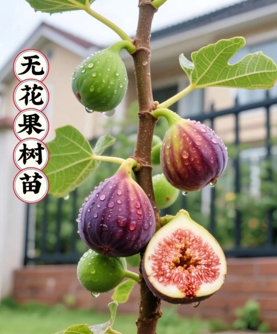 无花果几年结果？从定植到盛果期的完整结果年限解析