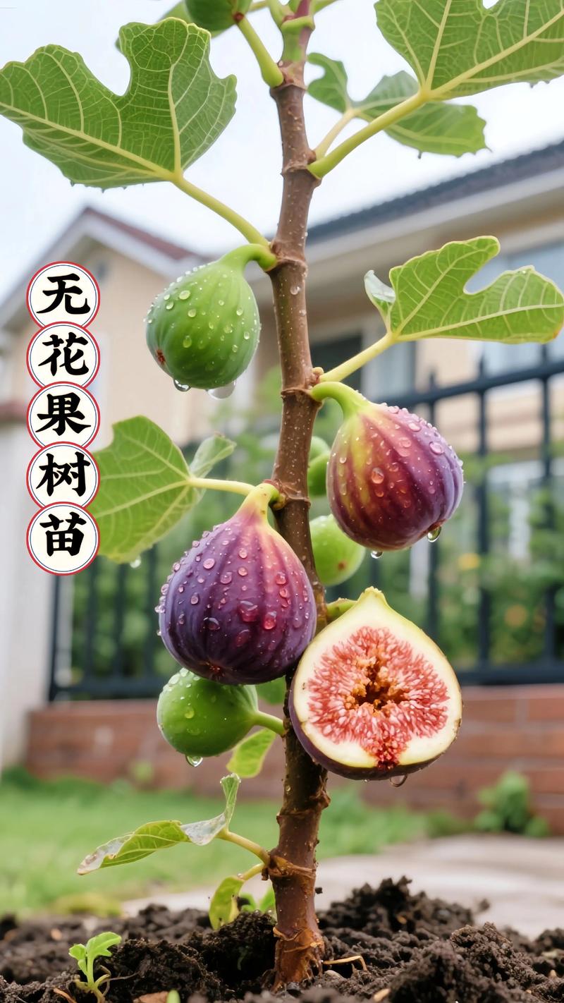 无花果几年结果？从定植到盛果期的完整结果年限解析