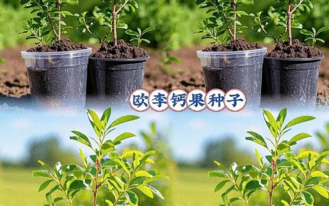 钙果苗适合什么地方种植？2026年钙果种植区域、气候条件与亩产收益全攻略
