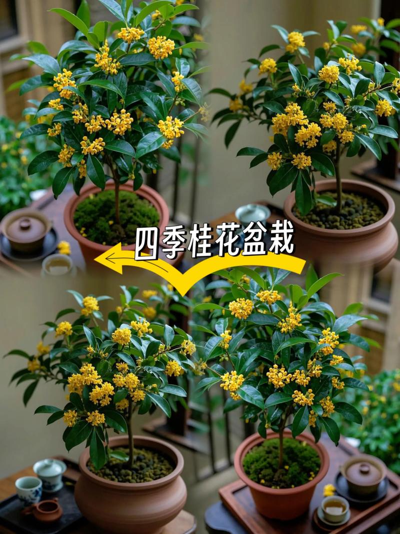桂花象征什么?——庭院盆栽园艺设计师带你科学解读桂花种植与文化寓意 五、桂花的文化寓意(民间习俗解读)