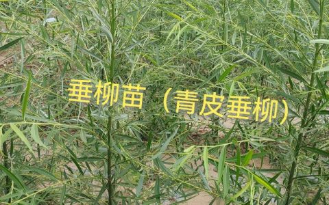 柳树苗购买渠道科学评估指南——从品种鉴定到售后保障的完整核查流程
