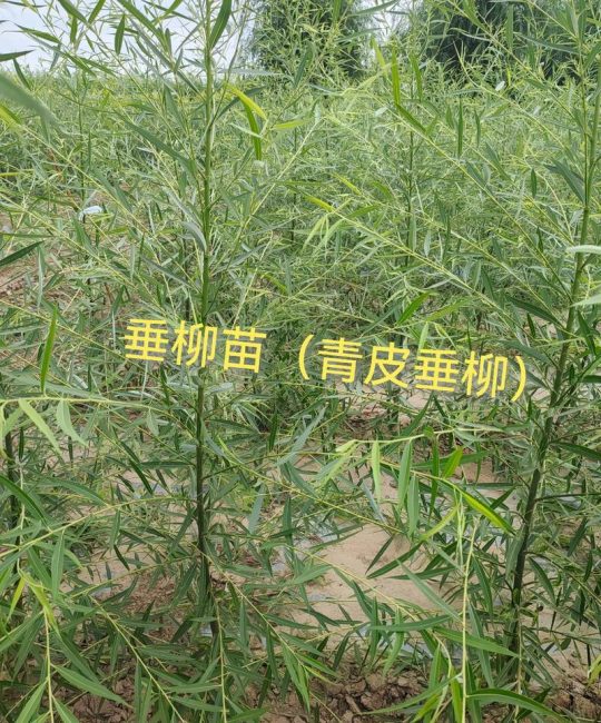 柳树苗购买渠道科学评估指南——从品种鉴定到售后保障的完整核查流程