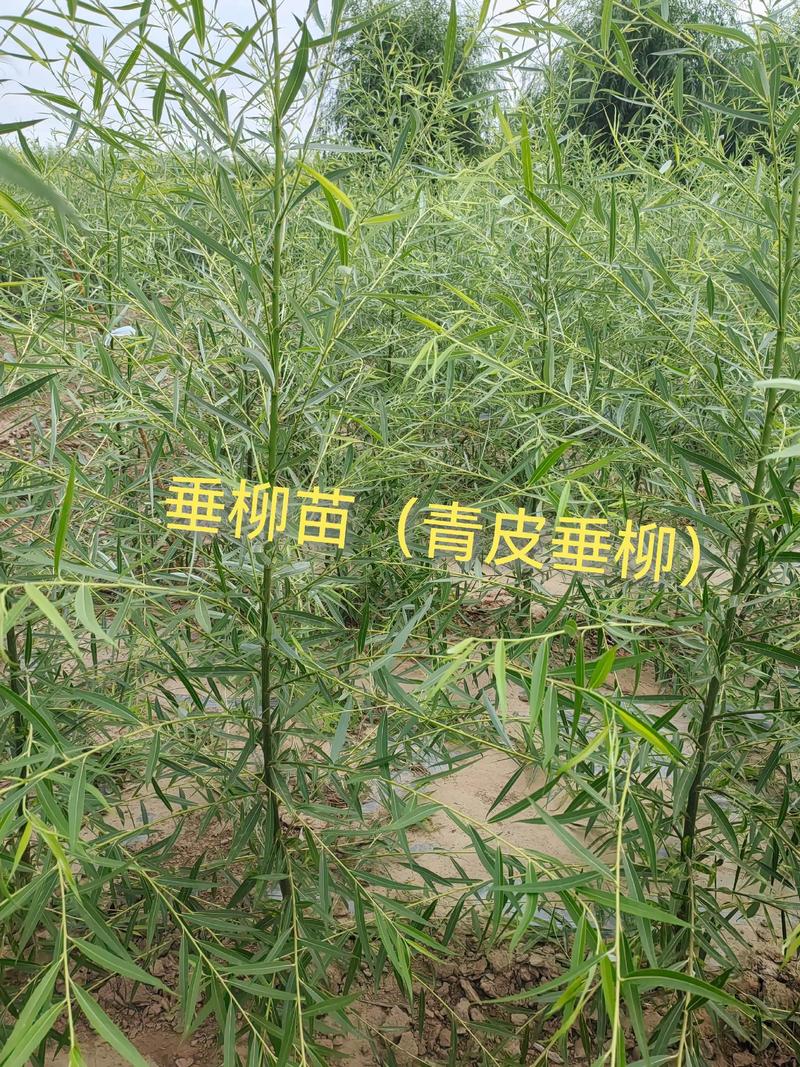 柳树苗购买渠道科学评估指南——从品种鉴定到售后保障的完整核查流程 柳树苗购买渠道科学评估指南——从品种鉴定到售后保障的完整核查流程