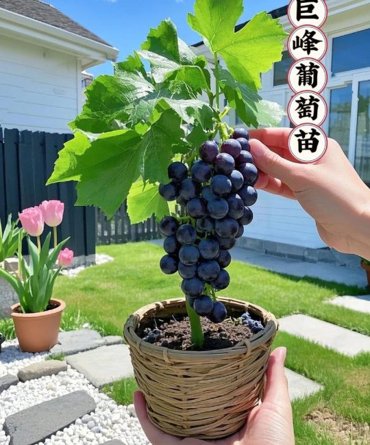 葡萄种子能种出葡萄吗？实生苗与嫁接苗的种植区别及结果年限分析