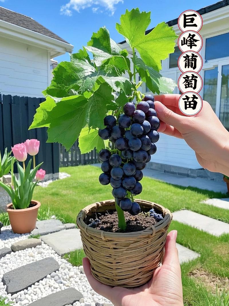 葡萄种子能种出葡萄吗?实生苗与嫁接苗的种植区别及结果年限分析 葡萄种子能种出葡萄吗?实生苗与嫁接苗的种植区别及结果年限分析
