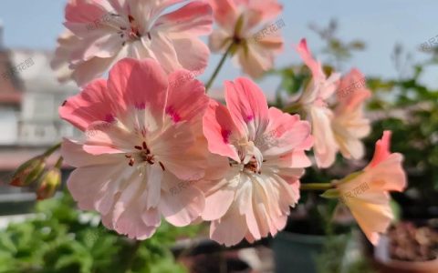 兽系天竺葵是一季花吗？揭开其开花习性与养护秘诀