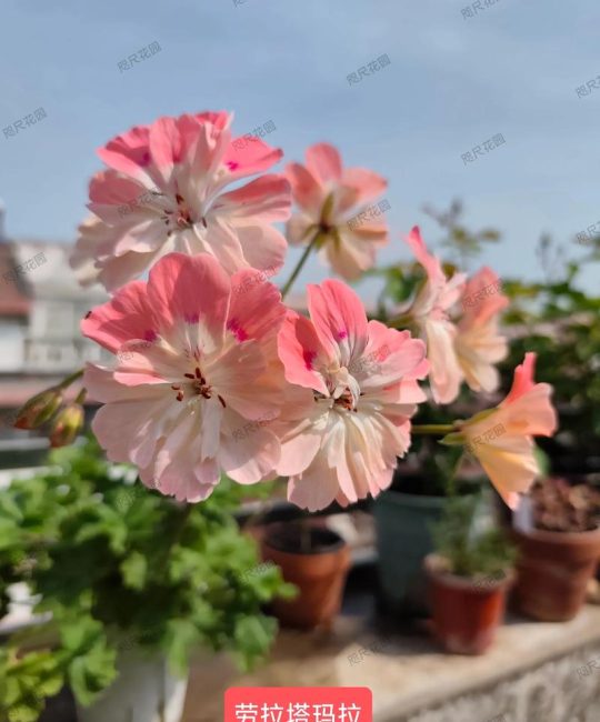 兽系天竺葵是一季花吗？揭开其开花习性与养护秘诀