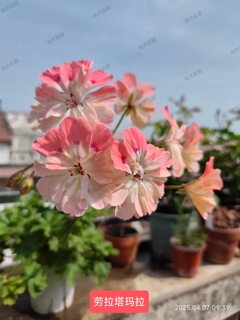 兽系天竺葵是一季花吗?揭开其开花习性与养护秘诀 兽系天竺葵是什么?