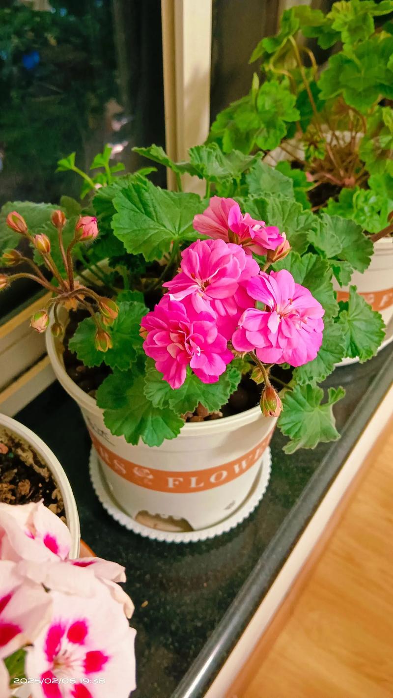 兽系天竺葵是一季花吗?揭开其开花习性与养护秘诀 结语