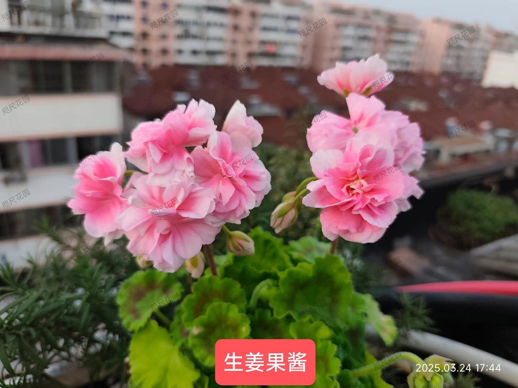 兽系天竺葵是一季花吗?揭开其开花习性与养护秘诀 兽系天竺葵是一季花吗?