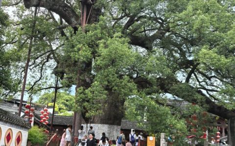 探寻3000年金丝楠木王：传奇古树今何在？
