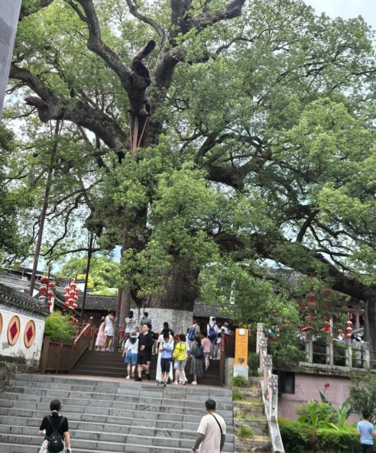 探寻3000年金丝楠木王：传奇古树今何在？