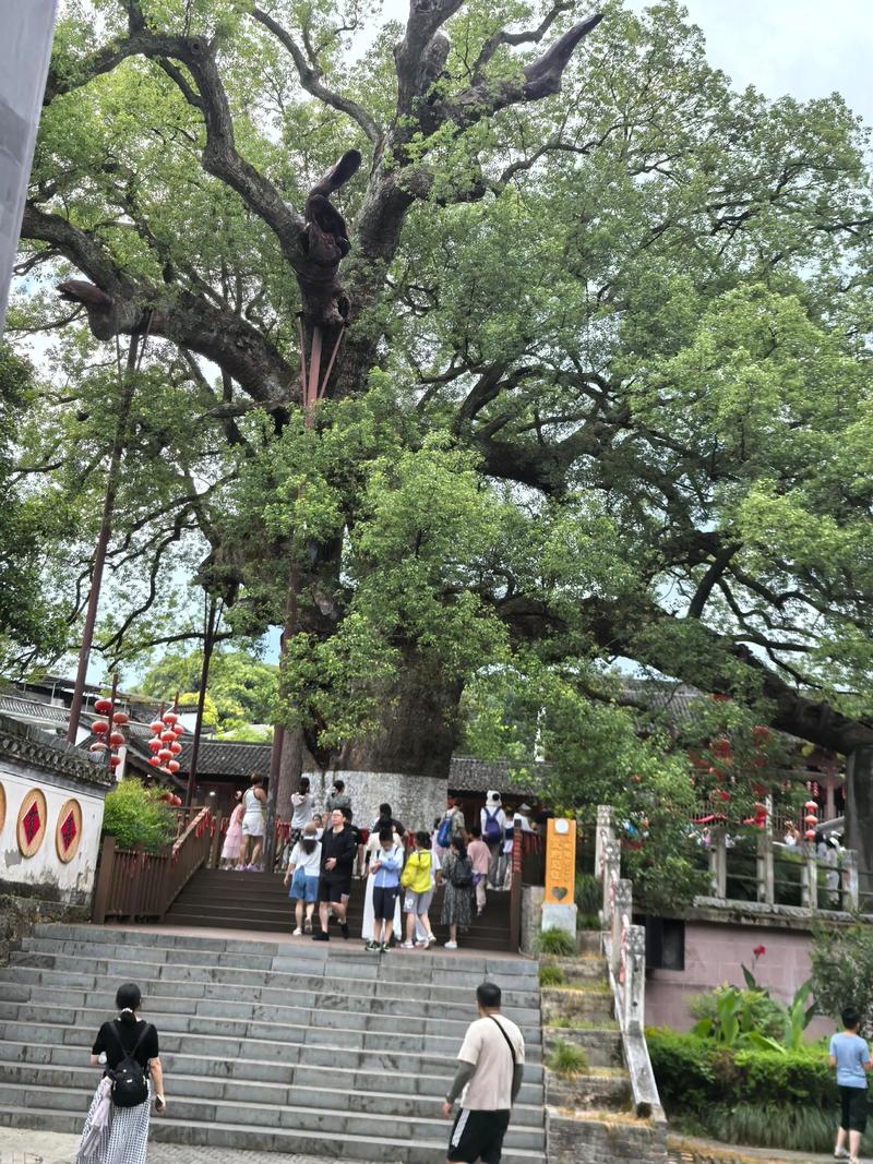 金丝楠木之王：并非空穴来风