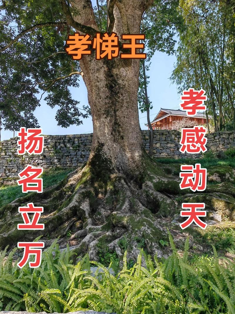 从传说走向现实：古楠的园艺与文化价值