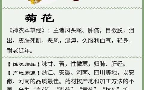 菊花有什么作用和用途？一文看懂食用、药用与观赏价值