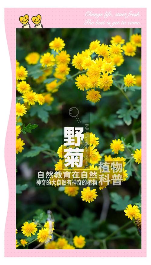 菊花有什么作用和用途?一文看懂食用、药用与观赏价值 药用的菊花:传统记载中的用途(仅供了解)